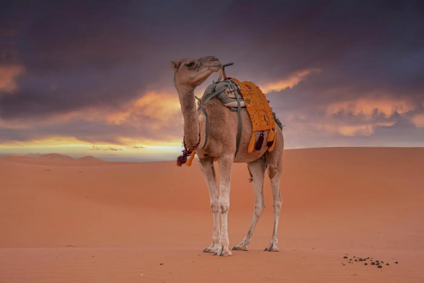Kamelisafari ja Yksi Yö Merzougan Aavikolla